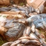 RDC / KASANGULU : UNE CARGAISON DE POISSONS CHINCHARDS IMPROPRE À LA CONSOMMATION INCINEREE
