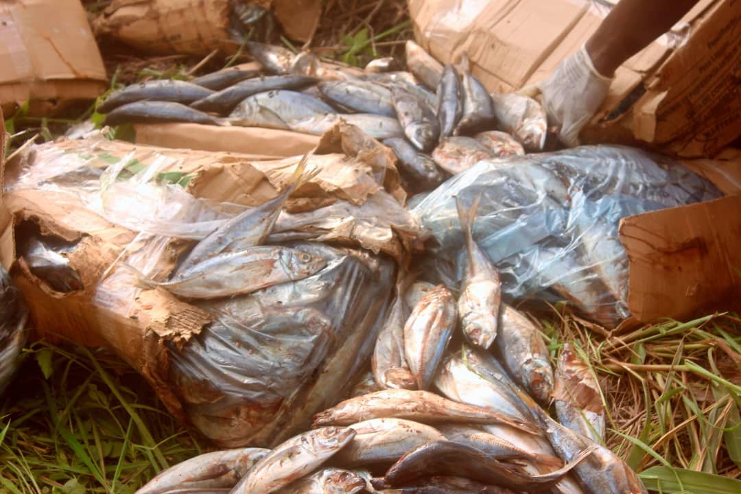 RDC / KASANGULU : UNE CARGAISON DE POISSONS CHINCHARDS IMPROPRE À LA CONSOMMATION INCINEREE RDC / KASANGULU : UNE CARGAISON DE POISSONS CHINCHARDS IMPROPRE À LA CONSOMMATION INCINEREE