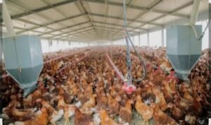 RDC : MAUVAISE NOUVELLE, CRÉÉ EN 1966, LE DOMAINE AGRO-INDUSTRIEL PRÉSIDENTIEL DE LA N’SELE A FERMÉ SES PORTES